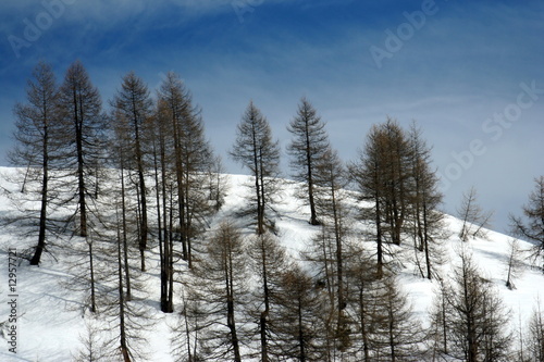 bosco della montagna in inverno