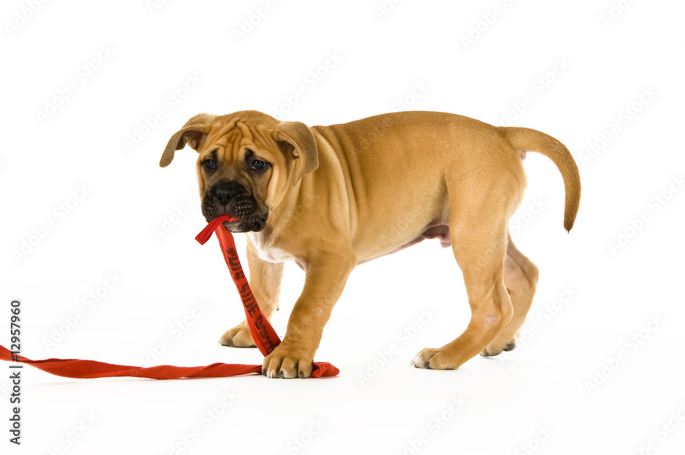 Bull Mastiff puppy isolated on a white background