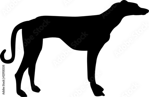 chien
