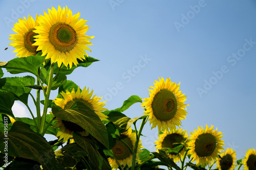 Ripe bright sunflowers grow...