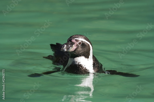 Humboldt-Pinguin ( Spheniscus humboldti )