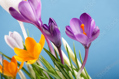 Rich spring flowers background