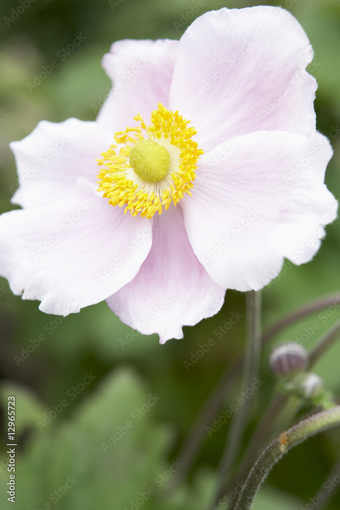 Close-Up Of Japanese Anemone Close-Up Of Japanese Anemone