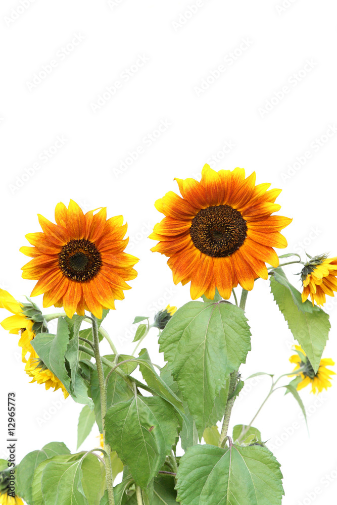 Fototapeta premium Sunflowers.