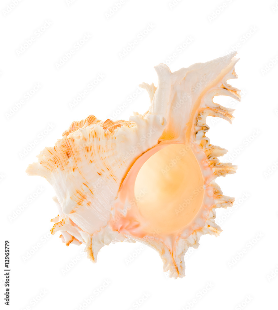nacreshell nacreshell