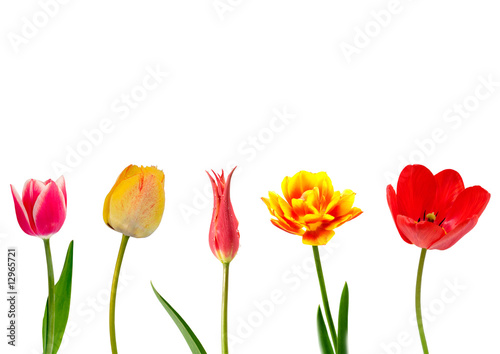 Fototapeta Naklejka Na Ścianę i Meble -  tulips on a white background