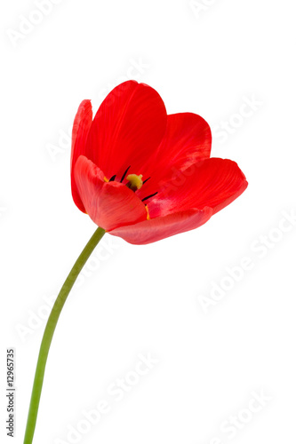 Red tulip isolated on a white background