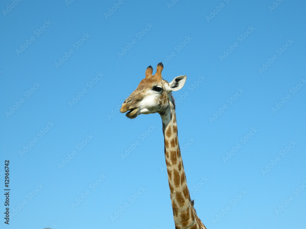 Fototapeta premium Giraffe