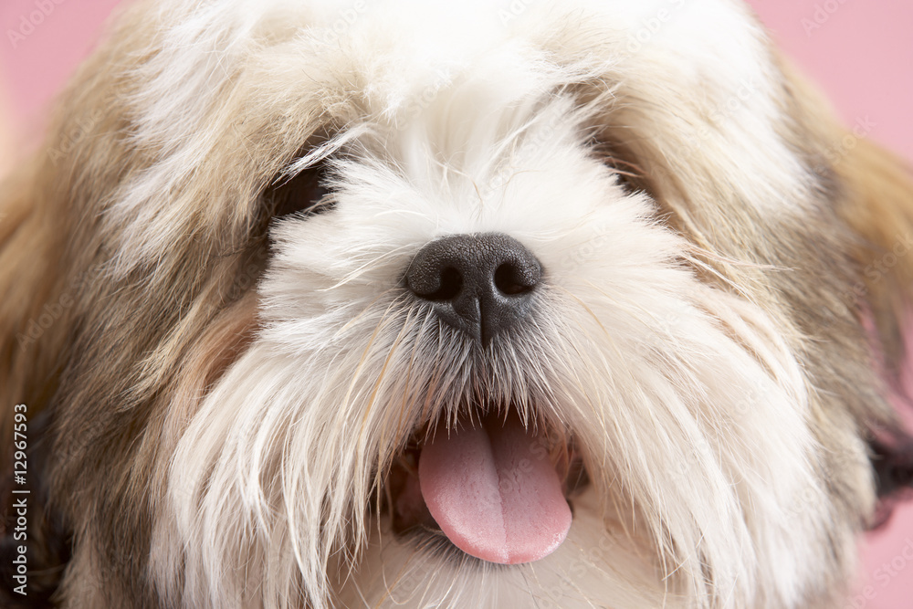 Close Up Of Lhasa Apso Dog