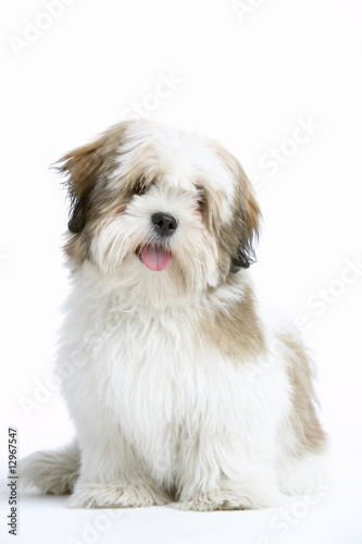 Obraz na plátně Lhasa Apso Dog Sitting Down