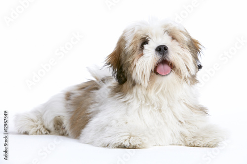 Obraz na plátně Lhasa Apso Dog Lying Down