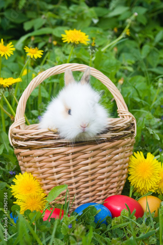 Canvas Print The small rabbit and colourful easter eggs in a grass