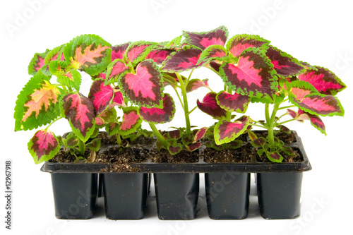 Wallpaper Mural sprouts of flowers Torontodigital.ca