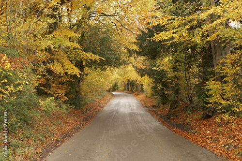 Country Road In Autumn