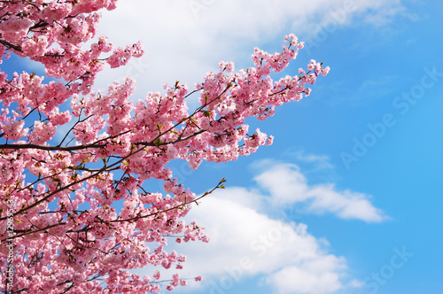 Fotografia, Obraz Blooming cherry tree branches against a cloudy blue sky