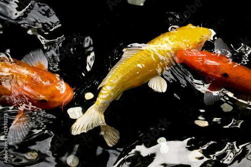 Colorful koi feeding