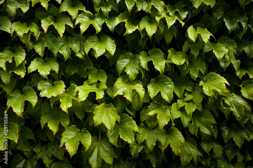 Ivy hedge