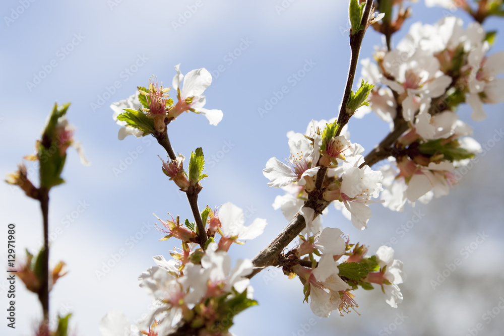 Nanking Cherry Blooms Nanking Cherry Blooms