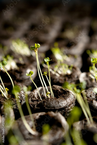 Arugula Sprouts photo