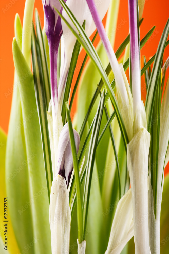 Fototapeta premium Rich spring flowers background