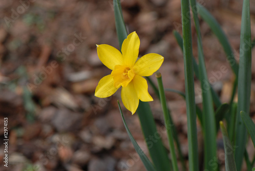 Plakat w ramie żonkil, daffodil