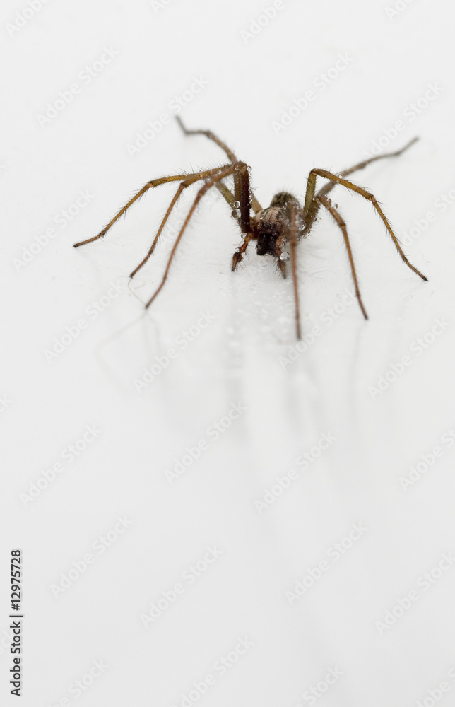 Spinne Spinne