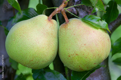 pears on a tree photo