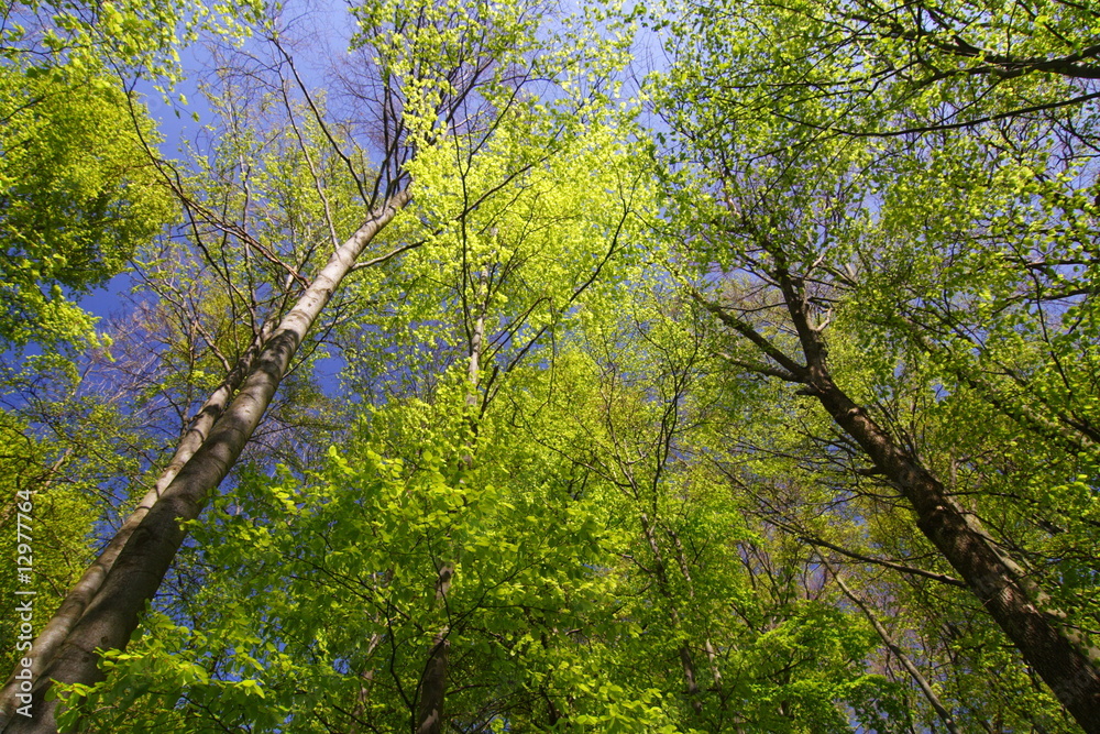 Fototapeta premium Wald mit frischem Laub im Frühjahr