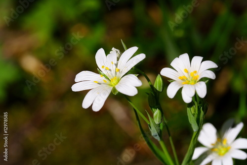 Sternmiere   Stellaria