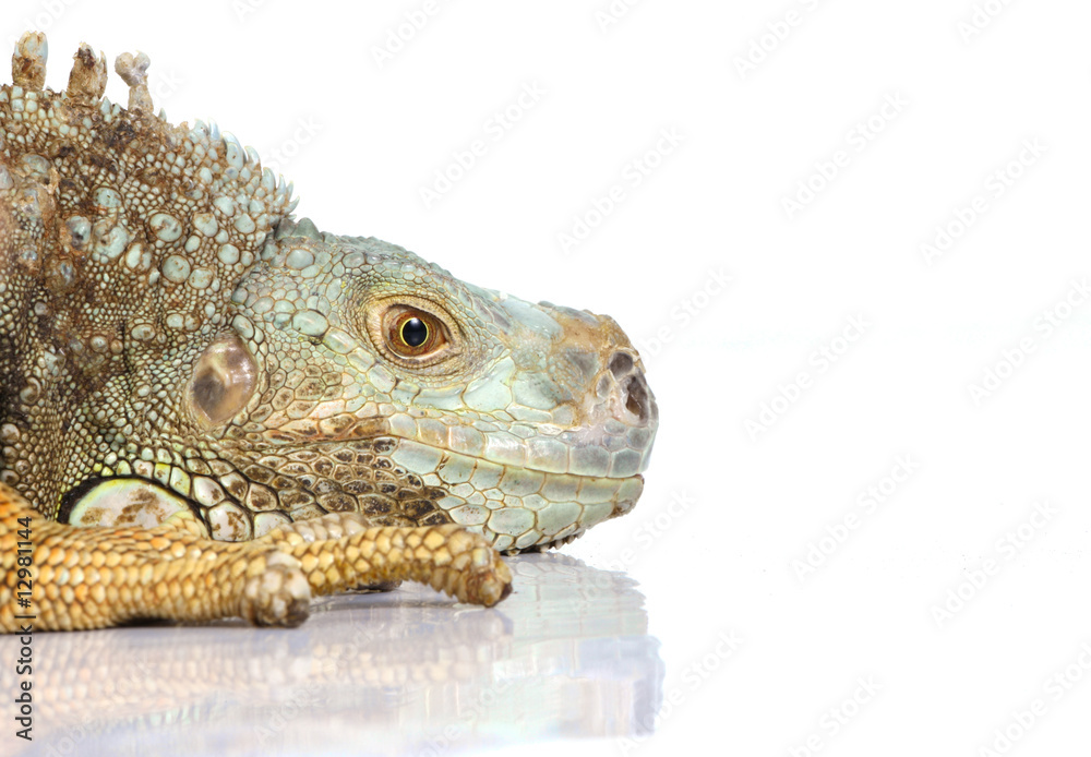 Obraz premium iguana