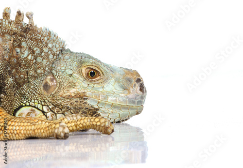 iguana