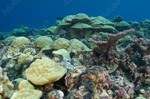 Hard coral heads in inner lagoon of Kingman Reef.