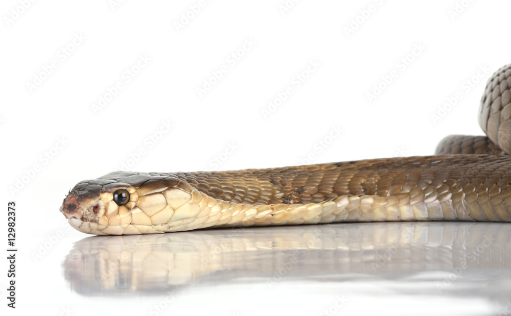 Fototapeta premium cobra