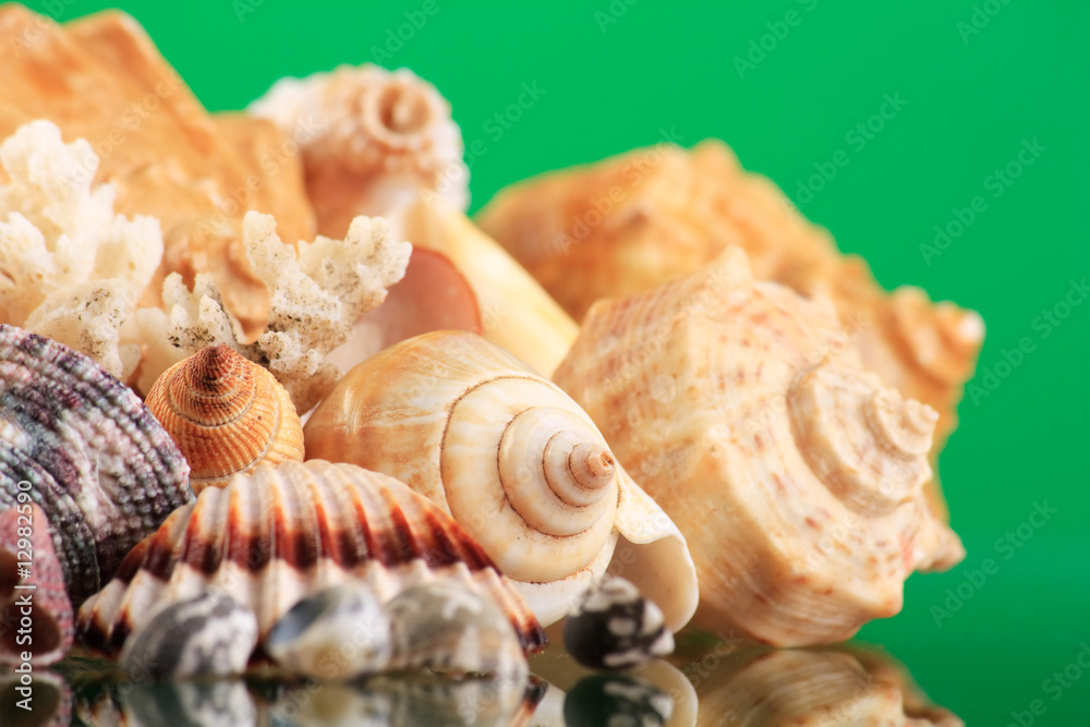 Obraz premium Seashells