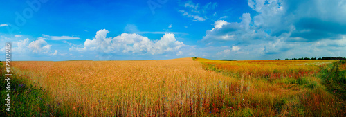 Summer field