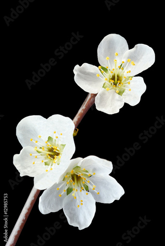 Fototapeta Naklejka Na Ścianę i Meble -  Spring Blossoms