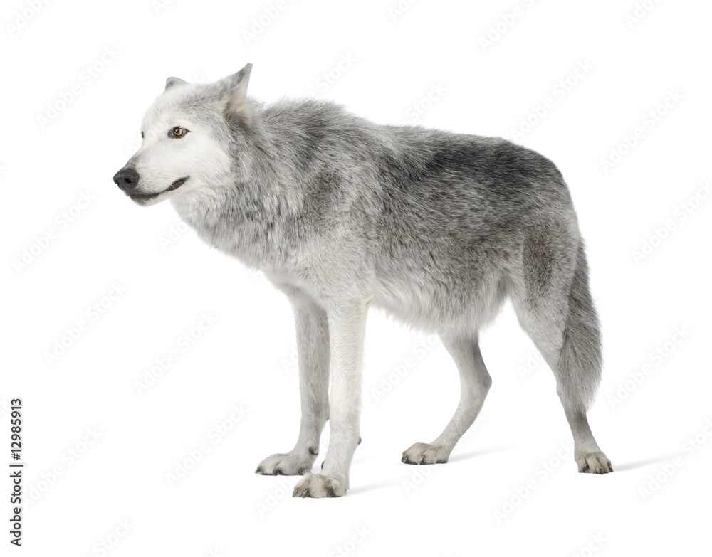 Naklejka premium Mackenzie Valley Wolf (8 years) - Canis lupus occidentalis