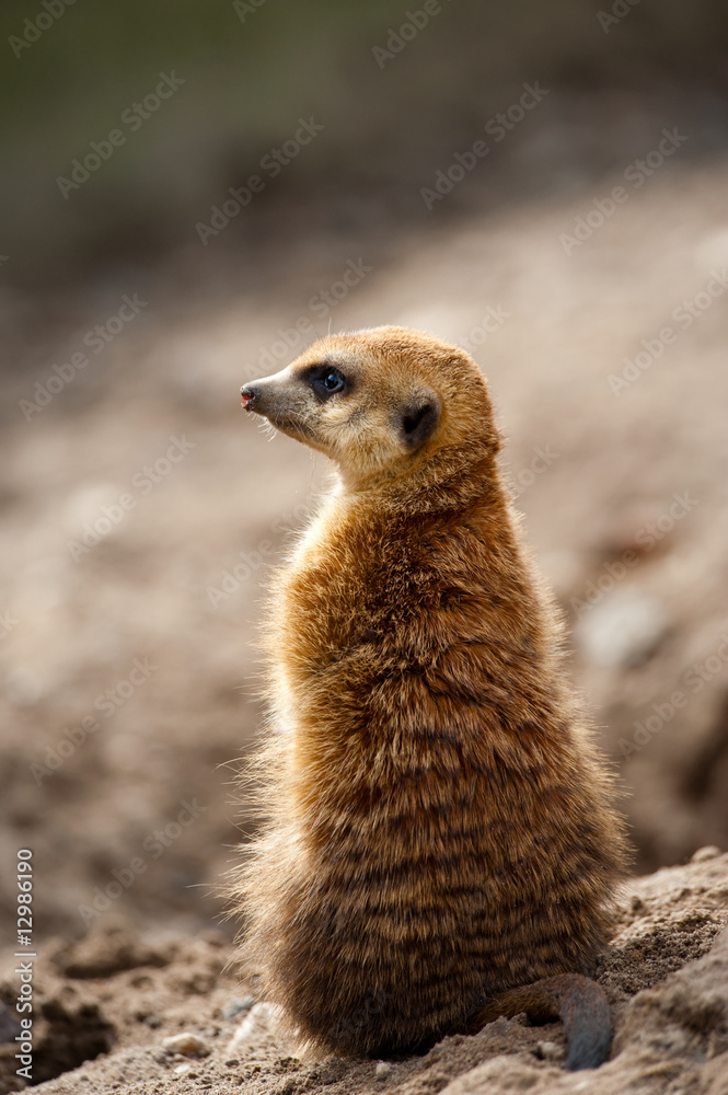 Fototapeta premium cute meerkat