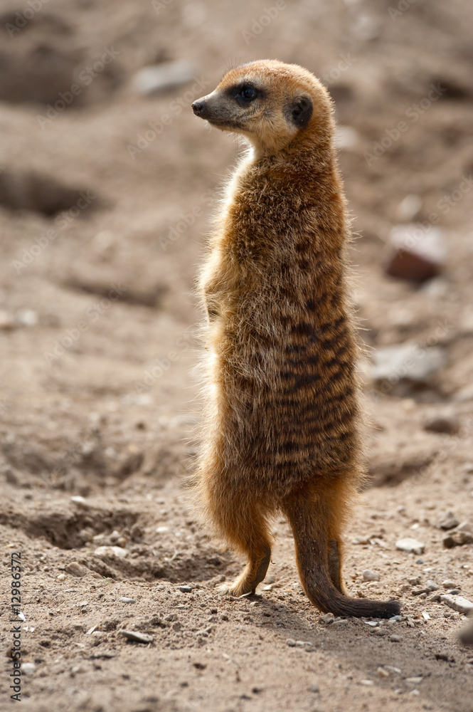 Fototapeta premium cute meerkat