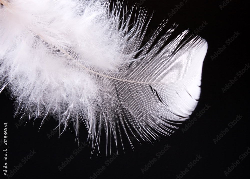 Obraz premium Feather