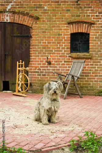 Hund mit Spinnrad, dog with spinning wheel