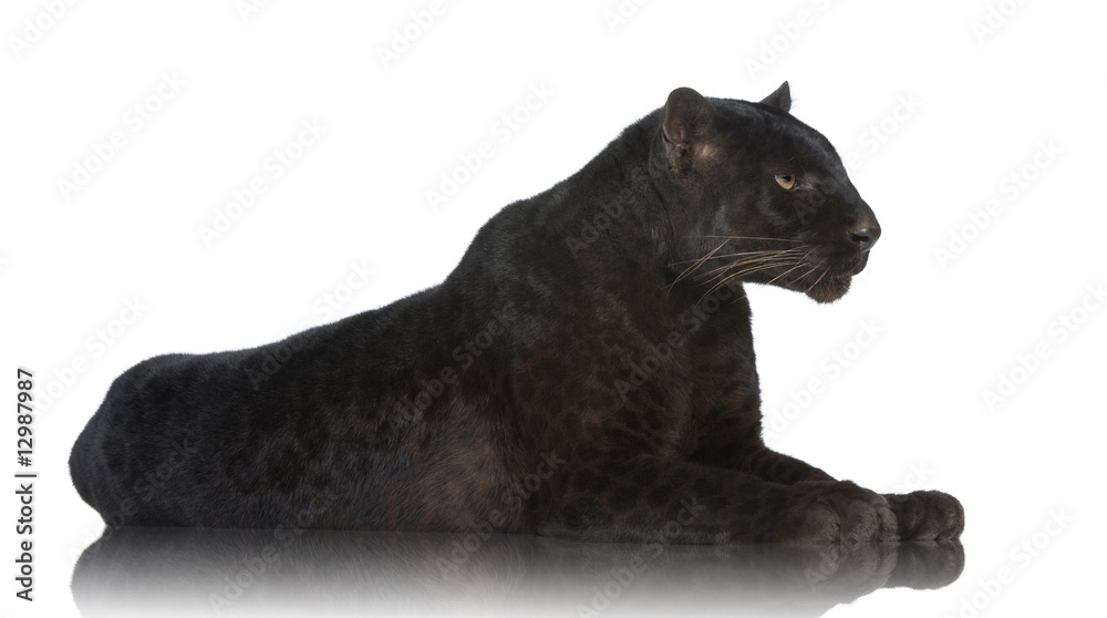Obraz premium Black Leopard (6 years)