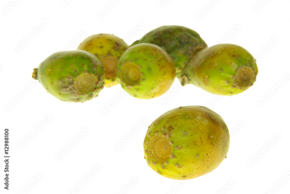 Kaktusfeige - prickly pear 11 Kaktusfeige - prickly pear 11