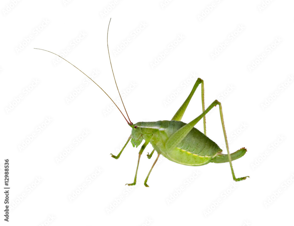 Green female bush-cricket ( long horned grasshopper) Green female bush-cricket ( long horned grasshopper)