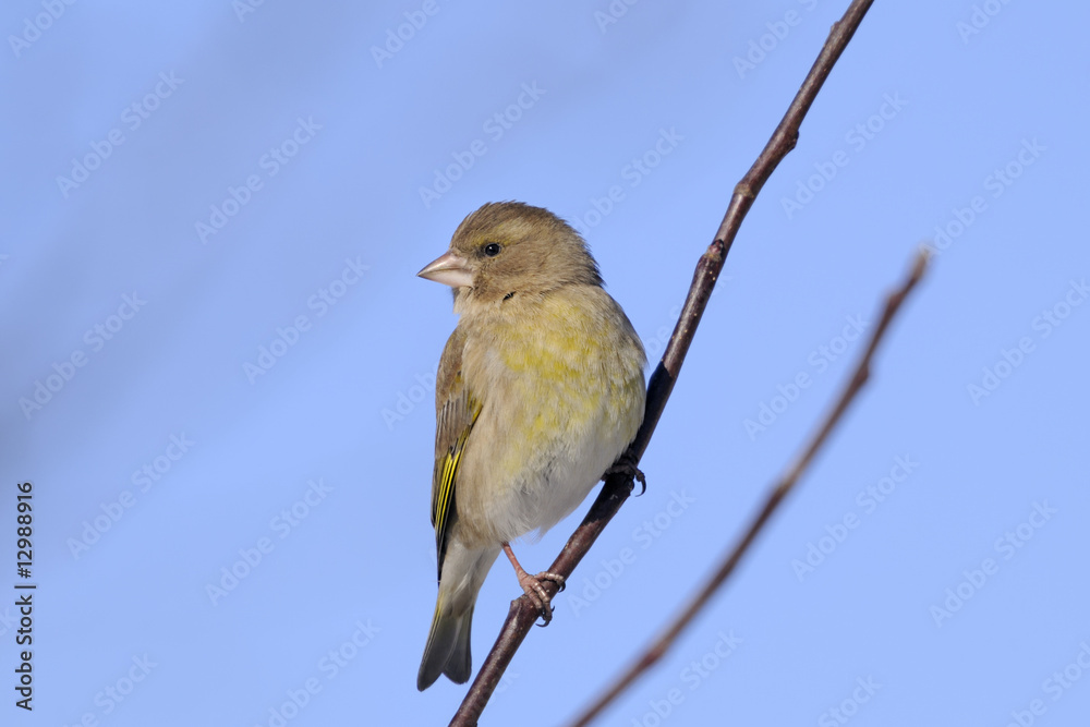 greenfinch portrait greenfinch portrait