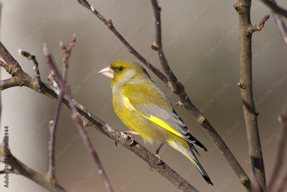 greenfinch portrait greenfinch portrait