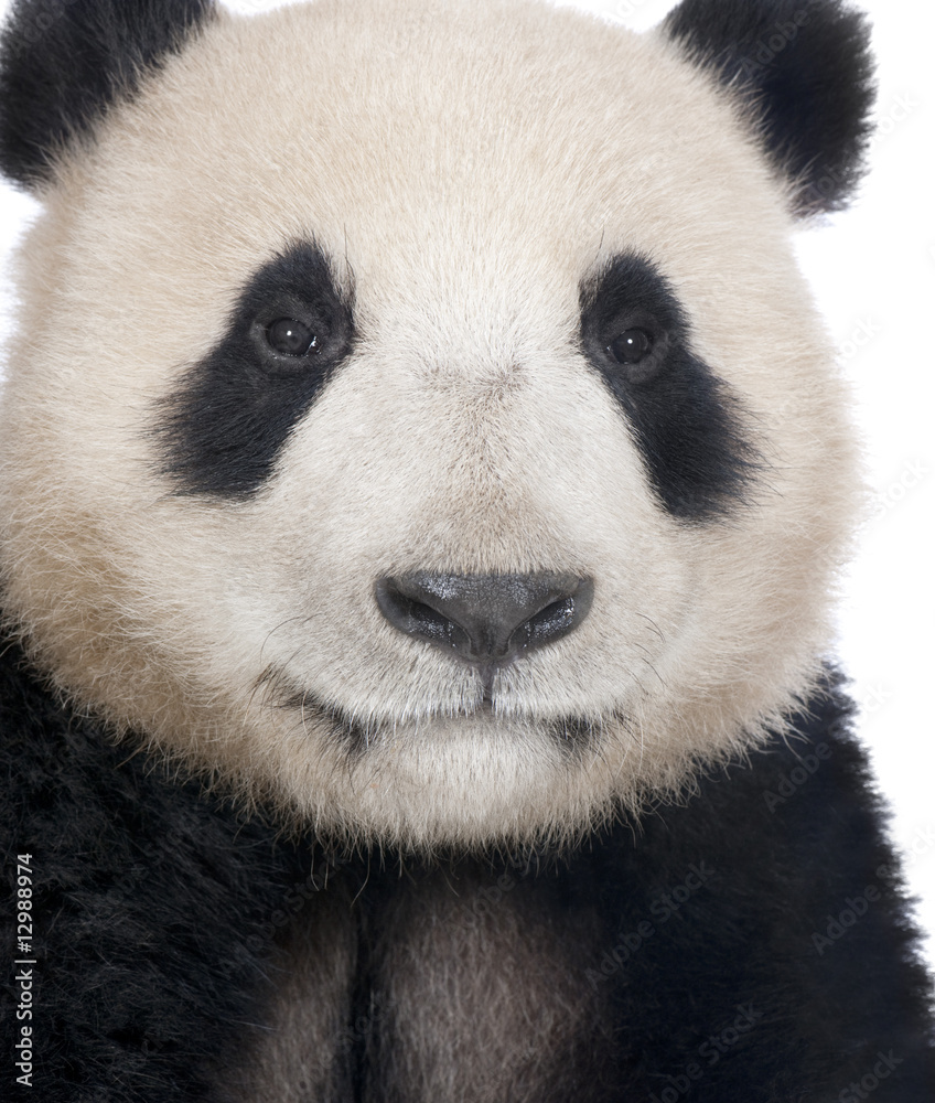 giant panda ( 18 months )