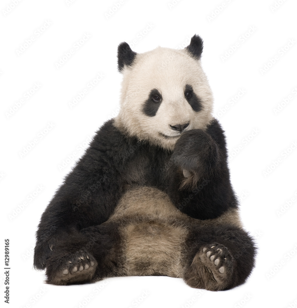 Fototapeta premium Giant Panda (18 miesięcy) - Ailuropoda melanoleuca