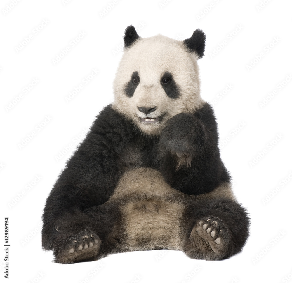 Fototapeta premium Giant Panda (18 months) - Ailuropoda melanoleuca