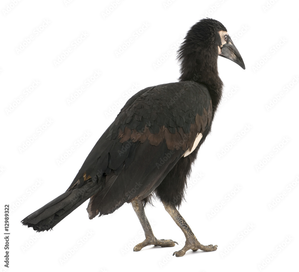 Obraz premium Young Southern Ground-hornbill - Bucorvus leadbeateri (18 months